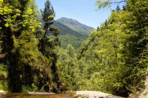 canyon rivière montagne forêt